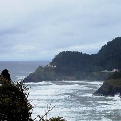 ocean surf, driftwood, and… a blackbird